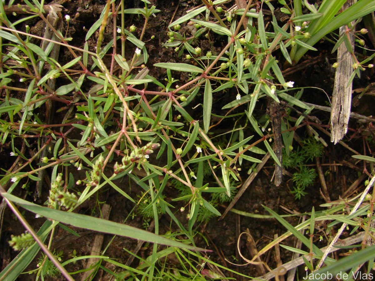 Scleromitrion diffusum (Willd.) R.J.Wang